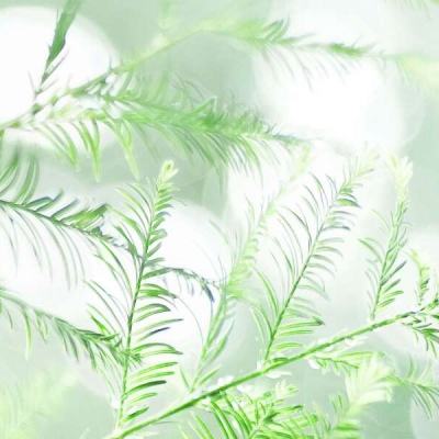 广东：发现蕨类植物新种国达铁角蕨